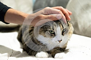 A woman hand stroking a tabby and white cat with green eyes