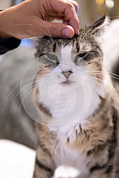 A woman hand stroking a tabby and white cat with green eyes