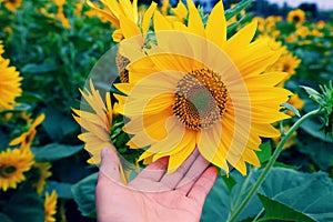 Woman hand take photo at sunflower field