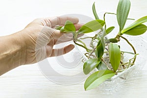 Woman hand take young orchid plants from plastic tray for planting. Home gardening