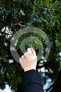 Woman hand taking juniper berries from the tree branch, close up isolated