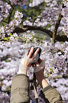 Woman hand taking picture of cherry tree blossom at Alishan