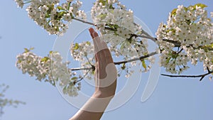 Woman Hand Tenderly Touches The Blooming White Flowers Of The Apple Tree