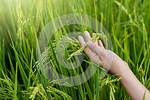 Woman hand tenderly touching a young rice in the paddy field photo