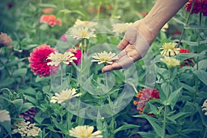 Woman hand touch zinnia flower in green field, Soft focus