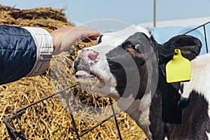 Woman hand touches and strokes young calf head