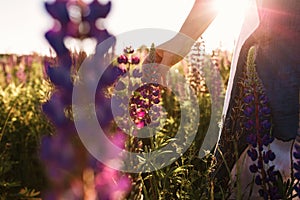 Woman hand touching flower grass in field with sunset light. Spring blossom concept, warm light