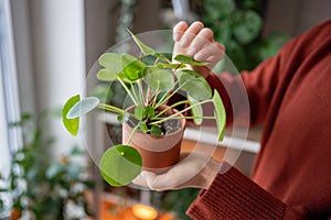 Woman hand touching and inspecting leaves of Pilea peperomioides. Chinese money plant. Plant lover