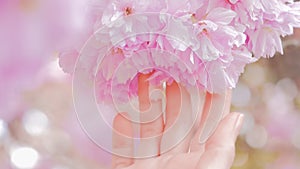 Woman hand touching sakura blossoms tree flowers, tree with flowers.