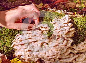 Woman hand is touching to nice white mushrooms on stump