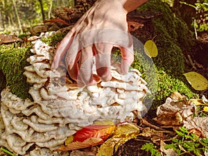 Woman hand is touching to nice white mushrooms on stump