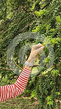 Woman hand touching a tree leave