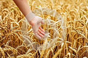 Woman hand touching wheat ears on field. Hands