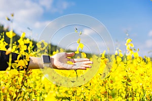 Woman hand touching yellow flowers