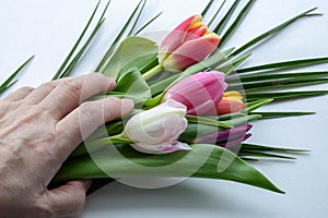 Woman hand with tulips flowers.  on white