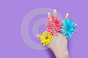 Woman hand and yellow, blue, pink flowers isolated on background. Summer and spring concept. Fashion design and manicure. Top view