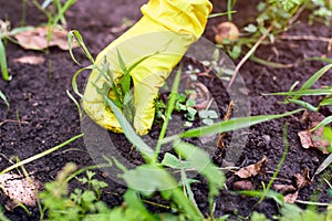 Woman hand in yellow garden glove pulling out  weeds