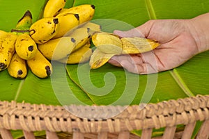 Woman hand with yellow lady finger bananas put on green banana leaf, kluay-khai, Pisang Mas