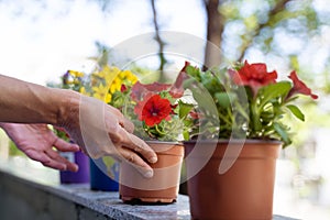 Woman hands arranging flower pots on the balcony