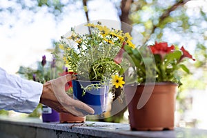 Woman hands arranging flower pots on the balcony