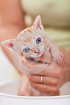 Woman hands bathing a cute kitten