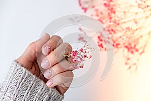 Woman hands with beautiful nude manicure holding delicate pink Gypsophila or baby`s breath flowers. Female Manicure, natural look