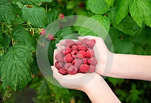 Woman hands with big red raspberries