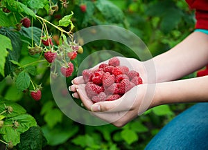 Woman hands with big red raspberries