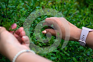Woman hands carefully pluck ripe juicy berries from the bushes. A woman is picking blueberries Vaccinium Myrtillus in the garden