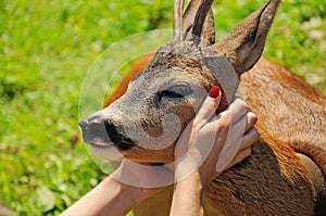 Woman hands caressing a roadeer