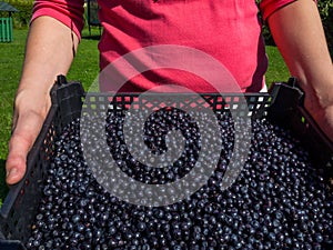 Woman hands carrying wild blueberries in big plastic basket on green meadow grass background in summer day. Healthy vitamin food