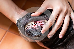 Woman hands are checking her dog teeth