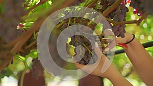 Woman hands cut ripe grape cluster from the vine.