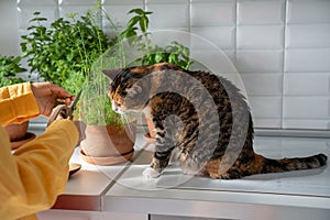 Woman hands cutting fresh herbs in pot on kitchen, cat looking sitting near on table at home.