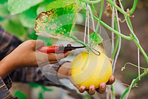 Woman hands cutting green melons in greenhouse supported