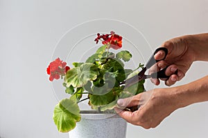 Woman hands cutting yellow damaged leaves because of hotness and drought of blooming geranium