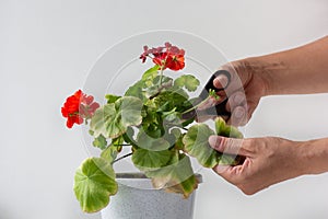 Woman hands cutting yellow damaged leaves because of hotness and drought of blooming geranium