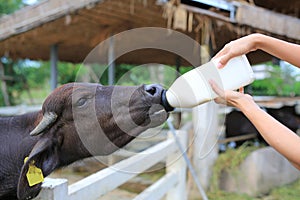 Woman hands feeding the murrah buffalo in farm