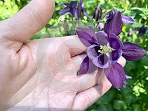 woman hands with flower