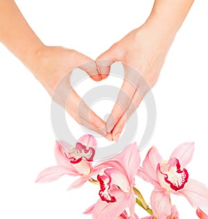 Woman hands and flowers of orchid