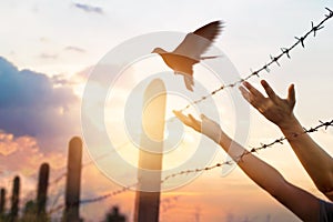 Woman hands frees the bird above a wire fence barbed