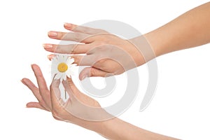 Woman hands french manicure with camomile daisy flower