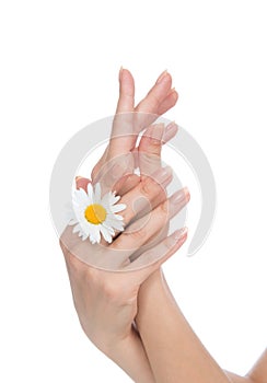 Woman hands french manicure with camomile flower