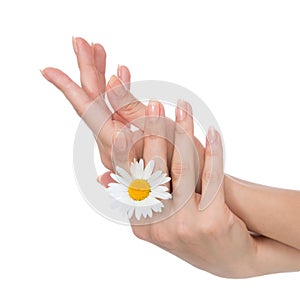 Woman hands french manicure with camomile flower