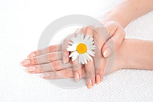 Woman hands french manicure with camomile flower on fresh towel