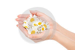 Woman hands french manicure with chamomile daisy flowers