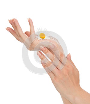 Woman hands french manicure with chamomile daisy flowers