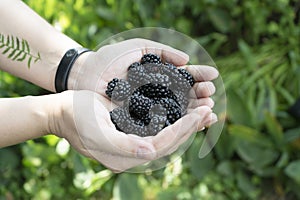 Woman hands with freshly harvested fruit. Fresh organic blackberries.