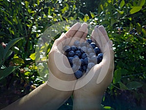 Woman hands full of freshly picked blueberries