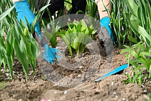 Woman hands with garden tools working with soil and cultivating hostas